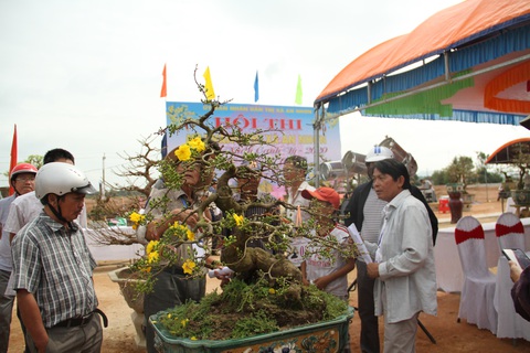 Chiêm ngưỡng đại lão mai Nét xưa Bình Định, Khủng long bạo chúa, Vũ nữ chân dài - Ảnh 6. Chiêm ngưỡng đại lão mai Nét xưa Bình Định, Khủng long bạo chúa, Vũ nữ chân dài - Ảnh 6.