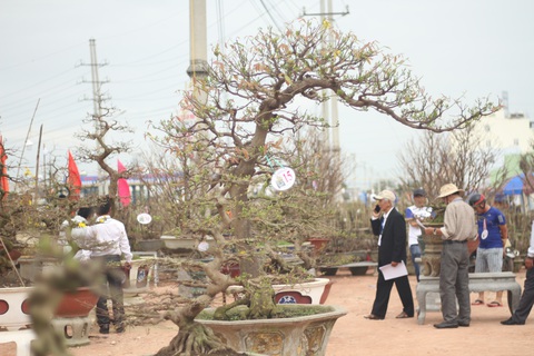 Chiêm ngưỡng đại lão mai Nét xưa Bình Định, Khủng long bạo chúa, Vũ nữ chân dài - Ảnh 2. Chiêm ngưỡng đại lão mai Nét xưa Bình Định, Khủng long bạo chúa, Vũ nữ chân dài - Ảnh 2.