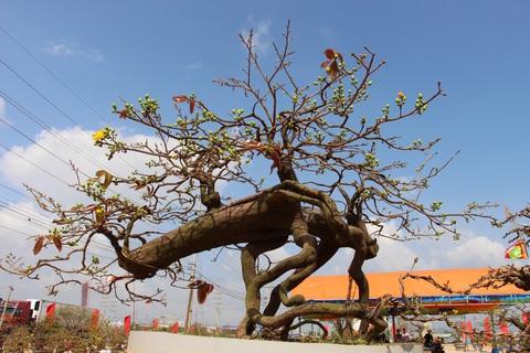 Chiêm ngưỡng đại lão mai Nét xưa Bình Định, Khủng long bạo chúa, Vũ nữ chân dài - Ảnh 11. Chiêm ngưỡng đại lão mai Nét xưa Bình Định, Khủng long bạo chúa, Vũ nữ chân dài - Ảnh 11.
