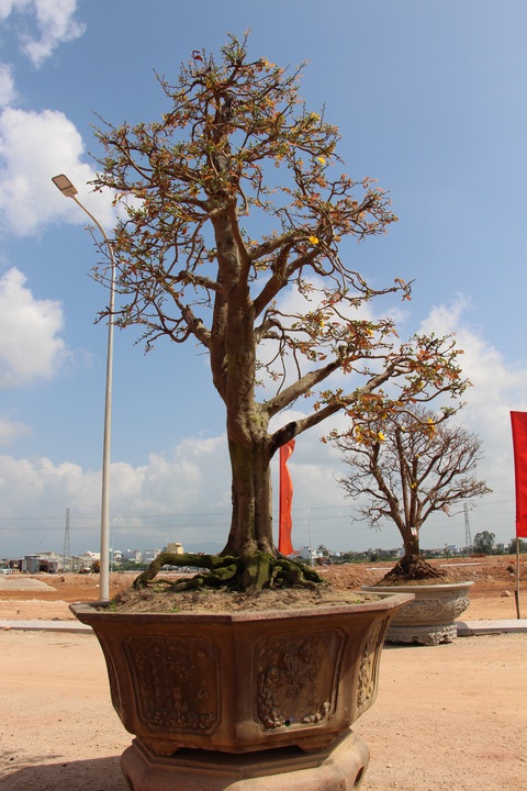 Chiêm ngưỡng đại lão mai Nét xưa Bình Định, Khủng long bạo chúa, Vũ nữ chân dài - Ảnh 12. Chiêm ngưỡng đại lão mai Nét xưa Bình Định, Khủng long bạo chúa, Vũ nữ chân dài - Ảnh 12.