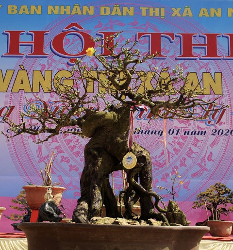 Chiêm ngưỡng đại lão mai Nét xưa Bình Định, Khủng long bạo chúa, Vũ nữ chân dài - Ảnh 3. Chiêm ngưỡng đại lão mai Nét xưa Bình Định, Khủng long bạo chúa, Vũ nữ chân dài - Ảnh 3.