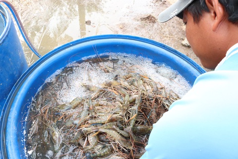 Được mùa tôm càng, năm nay ăn tết lớn rồi bây ơi - Ảnh 10. Được mùa tôm càng, năm nay ăn tết lớn rồi bây ơi - Ảnh 10.