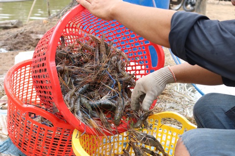 Được mùa tôm càng, năm nay ăn tết lớn rồi bây ơi - Ảnh 9. Được mùa tôm càng, năm nay ăn tết lớn rồi bây ơi - Ảnh 9.