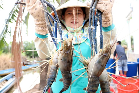 Được mùa tôm càng, năm nay ăn tết lớn rồi bây ơi - Ảnh 1. Được mùa tôm càng, năm nay ăn tết lớn rồi bây ơi - Ảnh 1.