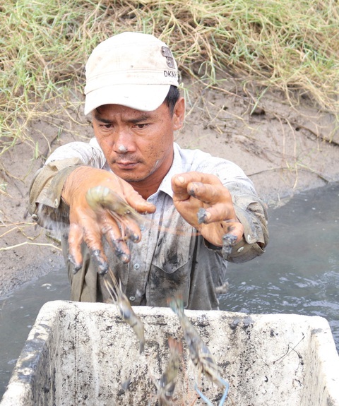Được mùa tôm càng, năm nay ăn tết lớn rồi bây ơi - Ảnh 5. Được mùa tôm càng, năm nay ăn tết lớn rồi bây ơi - Ảnh 5.