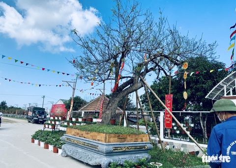 Thuê đào cảnh chơi tháng Tết: Có gốc lên đến 250 triệu đồng - Ảnh 5. Thuê đào cảnh chơi tháng Tết: Có gốc lên đến 250 triệu đồng - Ảnh 5.