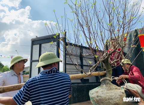 Thuê đào cảnh chơi tháng Tết: Có gốc lên đến 250 triệu đồng - Ảnh 9. Thuê đào cảnh chơi tháng Tết: Có gốc lên đến 250 triệu đồng - Ảnh 9.