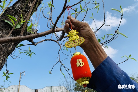 Thuê đào cảnh chơi tháng Tết: Có gốc lên đến 250 triệu đồng - Ảnh 7. Thuê đào cảnh chơi tháng Tết: Có gốc lên đến 250 triệu đồng - Ảnh 7.