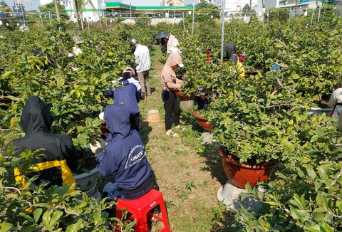 Sinh viên đi lặt lá mai cận tết, kiếm tiền triệu - Ảnh 1. Sinh viên đi lặt lá mai cận tết, kiếm tiền triệu - Ảnh 1.