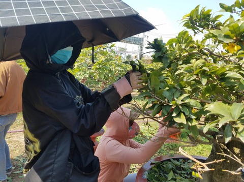 Sinh viên đi lặt lá mai cận tết, kiếm tiền triệu - Ảnh 2. Sinh viên đi lặt lá mai cận tết, kiếm tiền triệu - Ảnh 2.