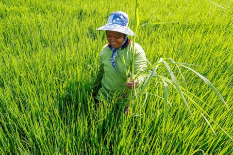 Hạn hán nghiêm trọng sẽ đẩy giá nông sản tăng cao tại Thái Lan - Ảnh 1. Hạn hán nghiêm trọng sẽ đẩy giá nông sản tăng cao tại Thái Lan - Ảnh 1.