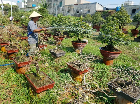 Sinh viên đi lặt lá mai cận tết, kiếm tiền triệu - Ảnh 4. Sinh viên đi lặt lá mai cận tết, kiếm tiền triệu - Ảnh 4.