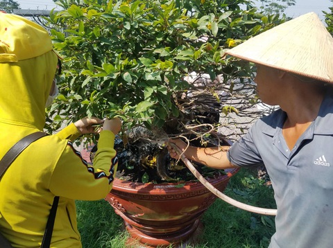 Sinh viên đi lặt lá mai cận tết, kiếm tiền triệu - Ảnh 7. Sinh viên đi lặt lá mai cận tết, kiếm tiền triệu - Ảnh 7.