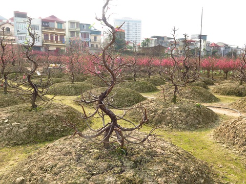 Nắng ấm đào bung khoe hết sắc, người trồng khóc vì lỗ vốn - Ảnh 8. Nắng ấm đào bung khoe hết sắc, người trồng khóc vì lỗ vốn - Ảnh 8.