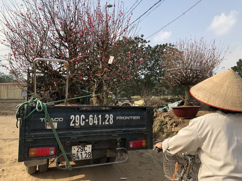 Nắng ấm đào bung khoe hết sắc, người trồng khóc vì lỗ vốn - Ảnh 7. Nắng ấm đào bung khoe hết sắc, người trồng khóc vì lỗ vốn - Ảnh 7.