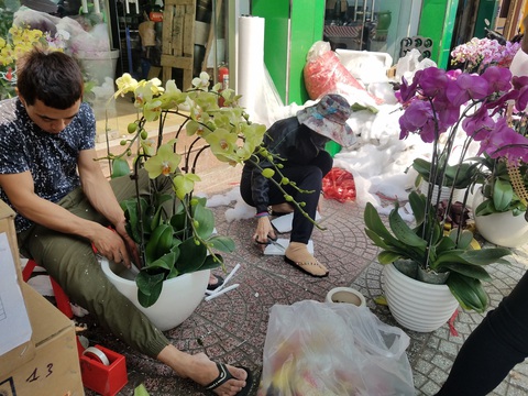 Lan hồ điệp chơi tết hàng chục triệu đồng vẫn nhiều khách mua tấp nập - Ảnh 3. Lan hồ điệp chơi tết hàng chục triệu đồng vẫn nhiều khách mua tấp nập - Ảnh 3.