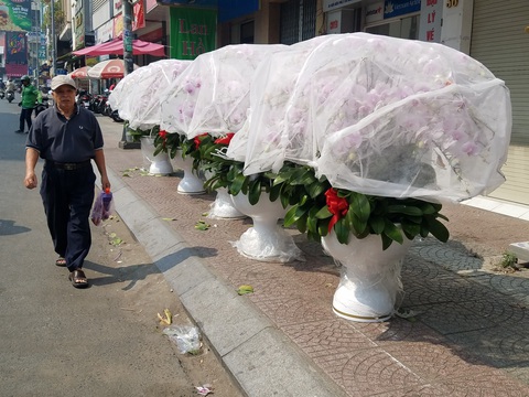 Lan hồ điệp chơi tết hàng chục triệu đồng vẫn nhiều khách mua tấp nập - Ảnh 6. Lan hồ điệp chơi tết hàng chục triệu đồng vẫn nhiều khách mua tấp nập - Ảnh 6.