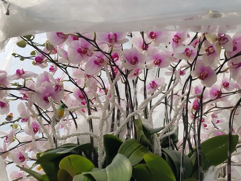 Lan hồ điệp chơi tết hàng chục triệu đồng vẫn nhiều khách mua tấp nập - Ảnh 7. Lan hồ điệp chơi tết hàng chục triệu đồng vẫn nhiều khách mua tấp nập - Ảnh 7.