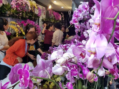 Lan hồ điệp chơi tết hàng chục triệu đồng vẫn nhiều khách mua tấp nập - Ảnh 2. Lan hồ điệp chơi tết hàng chục triệu đồng vẫn nhiều khách mua tấp nập - Ảnh 2.