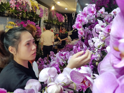 Lan hồ điệp chơi tết hàng chục triệu đồng vẫn nhiều khách mua tấp nập - Ảnh 1. Lan hồ điệp chơi tết hàng chục triệu đồng vẫn nhiều khách mua tấp nập - Ảnh 1.