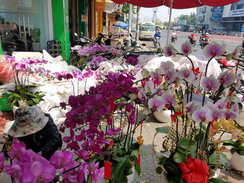 Lan hồ điệp chơi tết hàng chục triệu đồng vẫn nhiều khách mua tấp nập - Ảnh 5. Lan hồ điệp chơi tết hàng chục triệu đồng vẫn nhiều khách mua tấp nập - Ảnh 5.