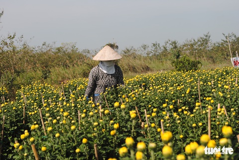 Làng hoa Sa Đéc kẻ khóc người cười, thương lái hủy kèo phút cuối - Ảnh 4. Làng hoa Sa Đéc kẻ khóc người cười, thương lái hủy kèo phút cuối - Ảnh 4.
