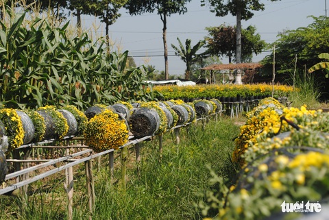 Làng hoa Sa Đéc kẻ khóc người cười, thương lái hủy kèo phút cuối - Ảnh 6. Làng hoa Sa Đéc kẻ khóc người cười, thương lái hủy kèo phút cuối - Ảnh 6.