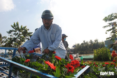 Làng hoa Sa Đéc kẻ khóc người cười, thương lái hủy kèo phút cuối - Ảnh 7. Làng hoa Sa Đéc kẻ khóc người cười, thương lái hủy kèo phút cuối - Ảnh 7.