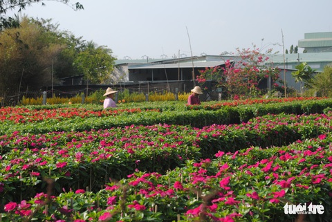 Làng hoa Sa Đéc kẻ khóc người cười, thương lái hủy kèo phút cuối - Ảnh 5. Làng hoa Sa Đéc kẻ khóc người cười, thương lái hủy kèo phút cuối - Ảnh 5.