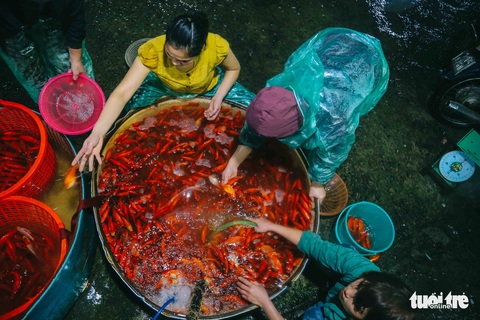 Cá chép tăng giá trước ngày ông Công, ông Táo, tiểu thương vẫn lo - Ảnh 2. Cá chép tăng giá trước ngày ông Công, ông Táo, tiểu thương vẫn lo - Ảnh 2.