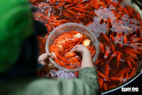 Cá chép tăng giá trước ngày ông Công, ông Táo, tiểu thương vẫn lo - Ảnh 1. Cá chép tăng giá trước ngày ông Công, ông Táo, tiểu thương vẫn lo - Ảnh 1.