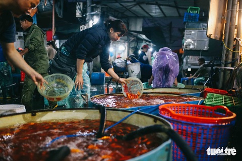 Cá chép tăng giá trước ngày ông Công, ông Táo, tiểu thương vẫn lo - Ảnh 5. Cá chép tăng giá trước ngày ông Công, ông Táo, tiểu thương vẫn lo - Ảnh 5.