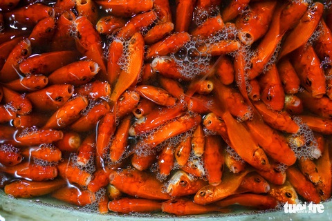 Cá chép tăng giá trước ngày ông Công, ông Táo, tiểu thương vẫn lo - Ảnh 4. Cá chép tăng giá trước ngày ông Công, ông Táo, tiểu thương vẫn lo - Ảnh 4.