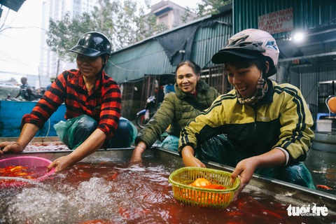 Cá chép tăng giá trước ngày ông Công, ông Táo, tiểu thương vẫn lo - Ảnh 6. Cá chép tăng giá trước ngày ông Công, ông Táo, tiểu thương vẫn lo - Ảnh 6.