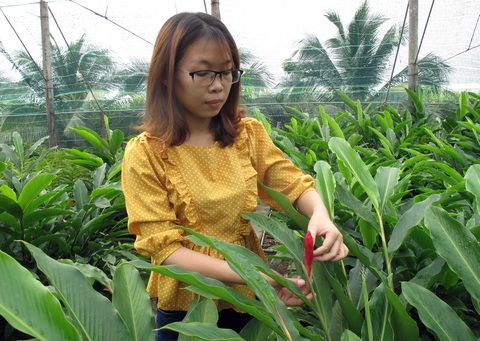 Những nhà nông trẻ bung hàng vụ tết - Ảnh 1. Những nhà nông trẻ bung hàng vụ tết - Ảnh 1.