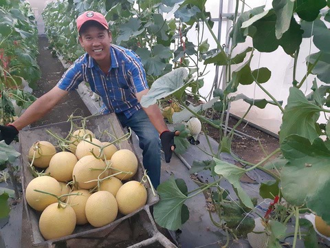 Những nhà nông trẻ bung hàng vụ tết - Ảnh 2. Những nhà nông trẻ bung hàng vụ tết - Ảnh 2.