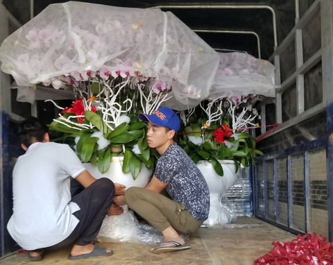 Lan hồ điệp chơi tết hàng chục triệu đồng vẫn nhiều khách mua tấp nập - Ảnh 8. Lan hồ điệp chơi tết hàng chục triệu đồng vẫn nhiều khách mua tấp nập - Ảnh 8.