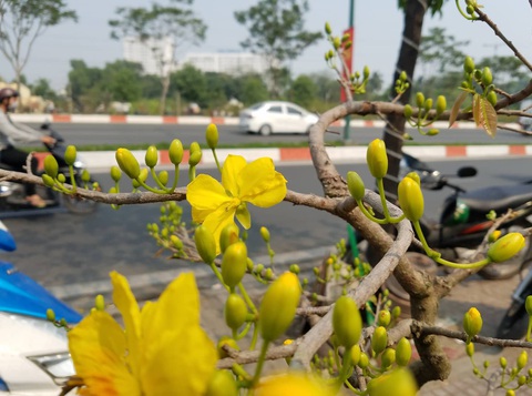 Mai tết Sài Gòn bay đi Hà Nội, Campuchia - Ảnh 8. Mai tết Sài Gòn bay đi Hà Nội, Campuchia - Ảnh 8.