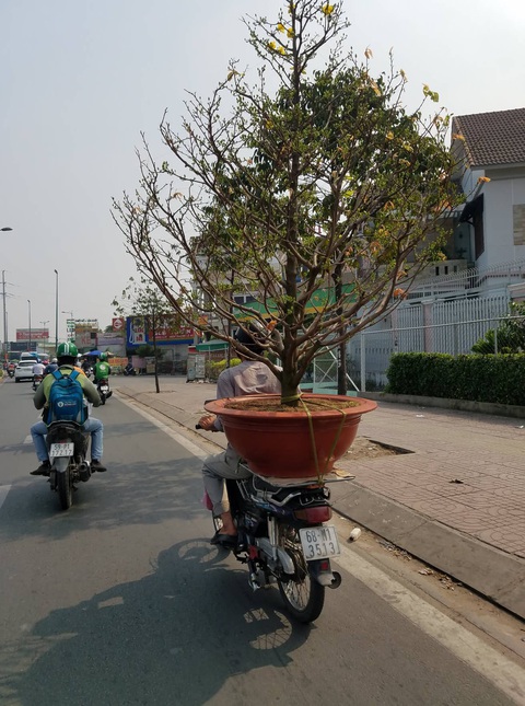 Mai tết Sài Gòn bay đi Hà Nội, Campuchia - Ảnh 4. Mai tết Sài Gòn bay đi Hà Nội, Campuchia - Ảnh 4.