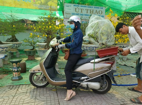Mai tết Sài Gòn bay đi Hà Nội, Campuchia - Ảnh 3. Mai tết Sài Gòn bay đi Hà Nội, Campuchia - Ảnh 3.