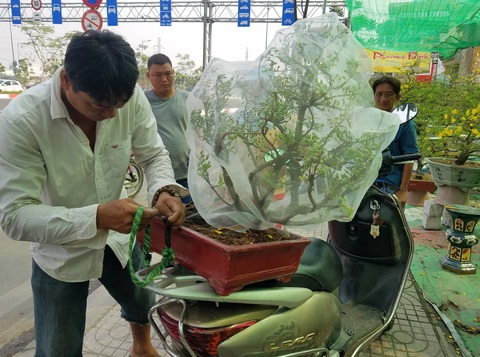 Mai tết Sài Gòn bay đi Hà Nội, Campuchia - Ảnh 7. Mai tết Sài Gòn bay đi Hà Nội, Campuchia - Ảnh 7.