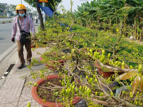 Mai tết Sài Gòn bay đi Hà Nội, Campuchia - Ảnh 2. Mai tết Sài Gòn bay đi Hà Nội, Campuchia - Ảnh 2.
