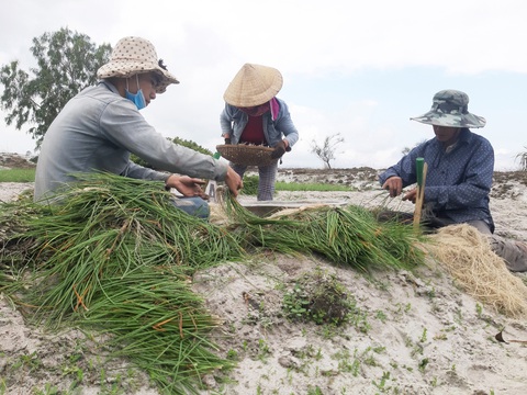Kiệu Tết được mùa, được giá, được cả... thương lái bao tiêu - Ảnh 1. Kiệu Tết được mùa, được giá, được cả... thương lái bao tiêu - Ảnh 1.