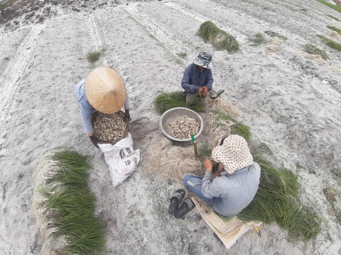 Kiệu Tết được mùa, được giá, được cả... thương lái bao tiêu - Ảnh 3. Kiệu Tết được mùa, được giá, được cả... thương lái bao tiêu - Ảnh 3.