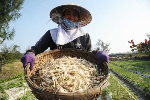 Kiệu Tết được mùa, được giá, được cả... thương lái bao tiêu - Ảnh 9. Kiệu Tết được mùa, được giá, được cả... thương lái bao tiêu - Ảnh 9.