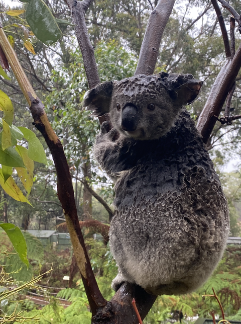 Hết chạy cháy rừng, koala lại phải chạy lũ - Ảnh 3. Hết chạy cháy rừng, koala lại phải chạy lũ - Ảnh 3.
