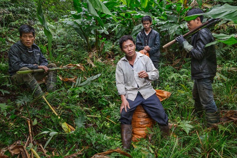 Chuyến thu hoạch thảo quả ở vườn quốc gia Hoàng Liên lên NatGeo - Ảnh 5.