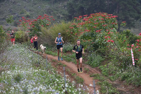 Chú chó 2 tuổi chinh phục cự ly 42km giải marathon tại Mộc Châu - Ảnh 1. Chú chó 2 tuổi chinh phục cự ly 42km giải marathon tại Mộc Châu - Ảnh 1.