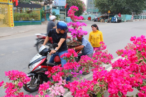 Mai, quất miền Tây vừa cập bến Bình Đông đã có người mua - Ảnh 5. Mai, quất miền Tây vừa cập bến Bình Đông đã có người mua - Ảnh 5.