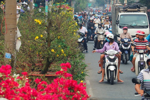 Mai, quất miền Tây vừa cập bến Bình Đông đã có người mua - Ảnh 6. Mai, quất miền Tây vừa cập bến Bình Đông đã có người mua - Ảnh 6.